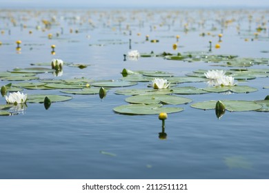 Weiße Lilien und gelbe Wasserblumen auf der Flussoberfläche. Lotusblumen. Sommertag am Fluss.