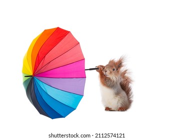 gusts of wind pulls out an umbrella from the paws of a squirrel isolated on a white background