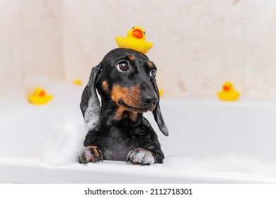 Cachorro de perro dachshund sentado en la bañera con un pato de plástico amarillo en la cabeza y mira hacia arriba.