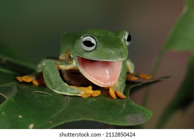 Katak pohon jawa tampak depan di atas daun hijau, Katak terbang terlihat seperti tertawa, katak terbang berganti kulit pada daun hijau, katak terbang membuka mulut di atas daun hijau