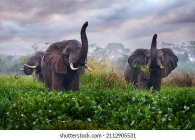 雨の中の象、ビクトリア ナイル デルタ。ウガンダのマーチソン滝国立公園の象。緑の草、森の植生の大きな哺乳類。自然の生息地を歩く象の水。ウガンダの野生生物、アフリカ。