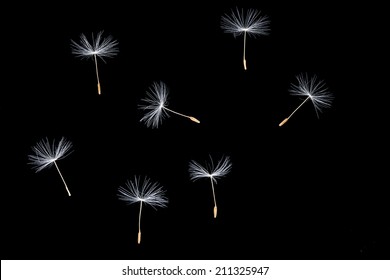 individual dandelion seeds on black