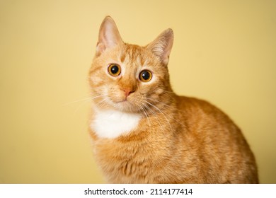 Het thema huisdieren, liefde en bescherming van dieren. Gember kat die zich voordeed op gele achtergrond in studio. Leuke oranje kat. perfecte huisdier metgezel. Rode pluizige vriend. Roodharige huisdier portret studio opname.