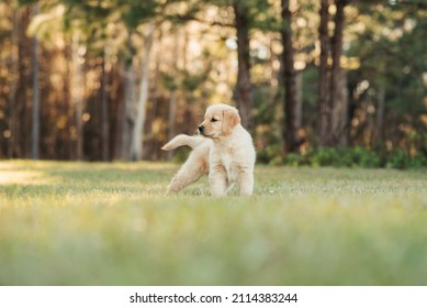 Golden retriever pup spelen op een parkveld bij zonsondergang met gouden bomen op de achtergrond. Portret van een schattige puppy in een veld. Hond buitenshuis.