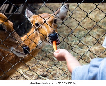 Feeding the deer in the zoo. The deer in the fence eat a carrot piece, fed by the child's hand.