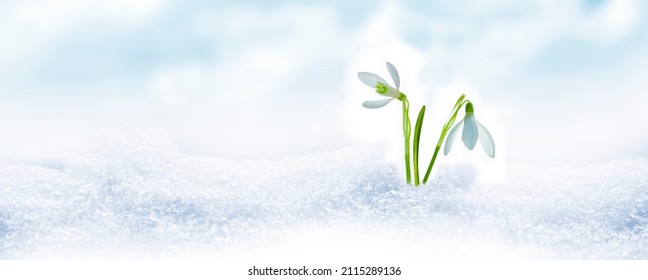 自然。早春の森で雪の中で育つスノー ドロップの花