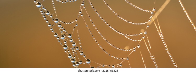 Spinnenweb, planten en dauw druppels close-up. Natuurlijk patroon. Gouden achtergrond. Zacht zonlicht. Macrofotografie, grafische middelen, insecten, milieubehoud. Panoramisch uitzicht, kopieer ruimte