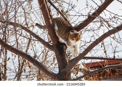 Un gato atigrado que sube a un árbol baja del árbol. Gato preocupado con los ojos abiertos. El animal que hace un plan. El gato está saltando del árbol.