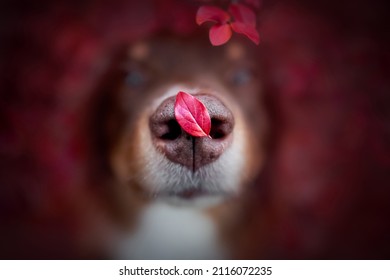 Rotes Blatt auf der Nase des Hundes