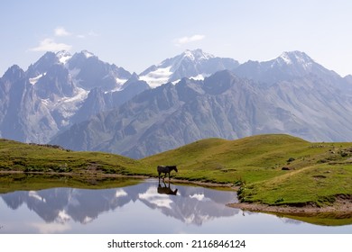 グルジアの国、アッパー・スヴァネティ、大コーカサス山脈のメスティア近くの山脈の夢のような景色を眺めながら、コルルディ湖で放牧されている馬。野生動物観察。