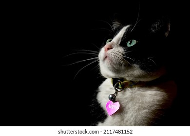 黒い背景に名前タグが表示されている私のペットの猫は、彼女が得る約束された御馳走を注意深く見ています