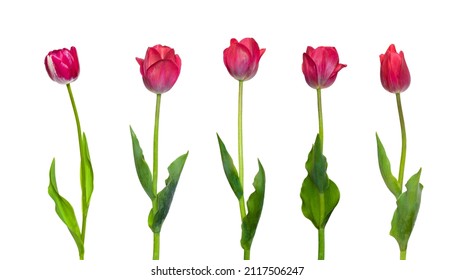 Set van tulp bloemen geïsoleerd op een witte achtergrond. Mooie rode tulpenbloem op stam met bladerenclose-up. Natuurlijk ontwerpelement voor Vrouwendag, Valentijnsdag, moederdag, verjaardag