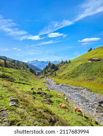 Prachtig bergpanorama met grazende paarden (Haflinger). „Salzburger Land“, boven „Wald im Pinzgau“, Oostenrijk.