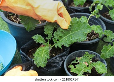Homemade vegetable gardening,Use the tip of the sharp blade of the scissors. cut at the stem of the kale to cook.