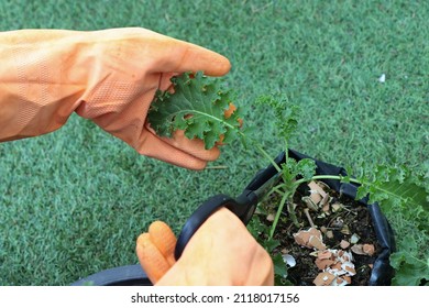 Homemade vegetable gardening,Use the tip of the sharp blade of the scissors. cut at the stem of the kale to cook.