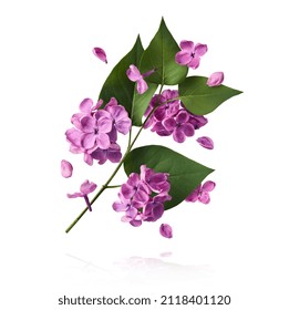 Fresh lilac blossom beautiful purple flowers falling in the air isolated on white background. Zero gravity or levitation spring flowers conception, high resolution image