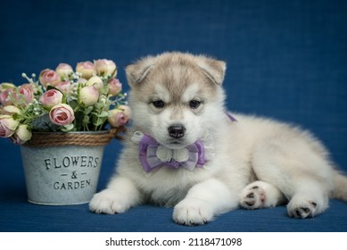 Een kleine schattige puppy die naast een mand met prachtige bloemen zit en een mooie paarse kleur draagt ​​met een witte strik