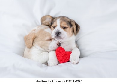Dos lindos cachorros Beagle duermen juntos con el corazón rojo bajo una manta blanca en una cama en casa. Vista de arriba hacia abajo