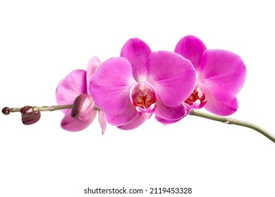 branch of a blooming pink orchid close-up on a white background