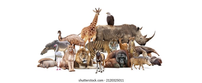 Zusammengesetzt aus einer großen Gruppe wilder Zootiere über einem weißen horizontalen Webbanner oder einem Cover für soziale Medien