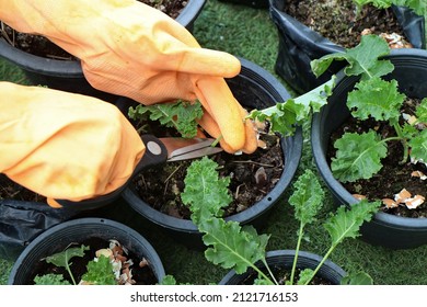 Homemade vegetable gardening,Use the tip of the sharp blade of the scissors. cut at the stem of the kale to cook.