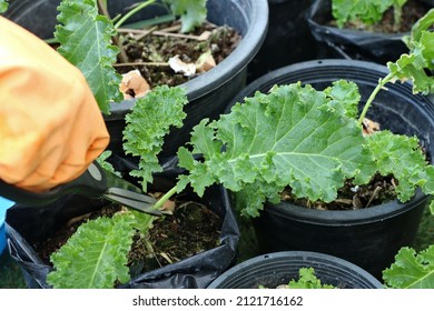 Homemade vegetable gardening,Use the tip of the sharp blade of the scissors. cut at the stem of the kale to cook.