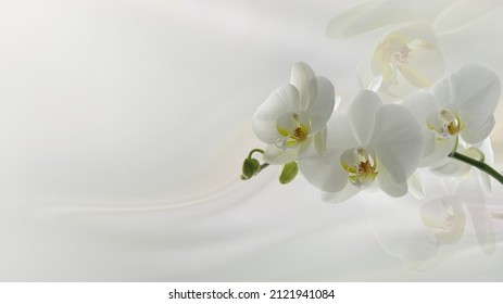 A branch of an orchid on a light blurred background. Delicate, white orchid flower. Selective focus with copy space.
