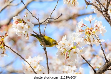 Spring cherry blossoms and white-eye
