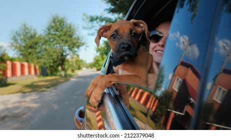 ドイツのボクサーの子犬が車に乗り、窓の外を眺める、犬と女性の旅