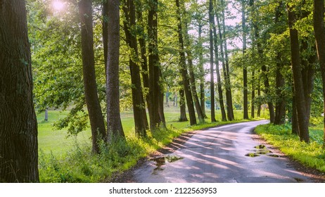 Rural road (alley) through the deciduous trees, natural tunnel. Old tree trunks and green leaves close-up. Sunlight, shadows on the ground. Ecology, tourism, environment, nordic walking, recreation