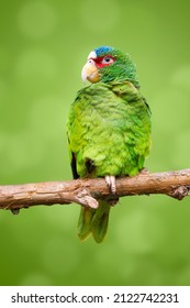 Profil eines Amazonas-Papageis mit weißer Front. Grüner Papagei. Amazon, Amazona albifrons, bunter Vogel aus Belize.