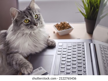 Un gato gris trabaja en una laptop, mira el monitor. Patas en el teclado, junto a una tarjeta de crédito y comida seca para gatos. El gato pide comida en línea. Compras en línea, trabajo desde casa y concepto independiente.