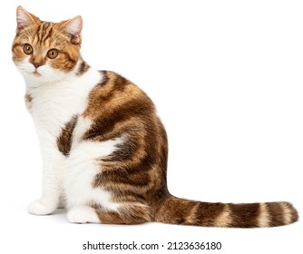 Kat met strepen staart vergadering geïsoleerd op een witte achtergrond. Cute Cat kijkt naar de camera. Brits korthaar marmer met mooie grote ogen. Zijaanzicht
