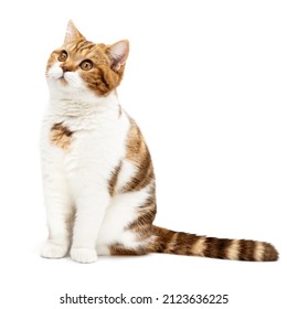 Schattige kat zitten opzoeken geïsoleerd op een witte achtergrond. Brits korthaar marmer met mooie schattige grote ogen. Vooraanzicht