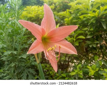Hippeastrum striatum, the striped Barbados lily, a flowering perennial herbaceous bulbous plant. 
