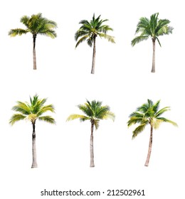 Kokospalmen auf weißem Hintergrund