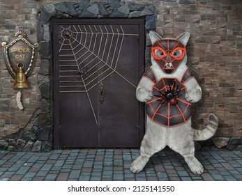 Seekor kucing pucat mengenakan kostum laba-laba di dekat pintu rumahnya. kucing laba-laba.
