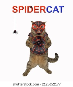 Seekor kucing krem ​​​​mengenakan kostum laba-laba. kucing laba-laba. Latar belakang putih. Terpencil.