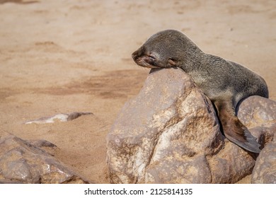 Un pequeño lobo marino marrón (Arctocephalus pusillus) durmiendo sobre una roca, Cape Cross, Namibia.