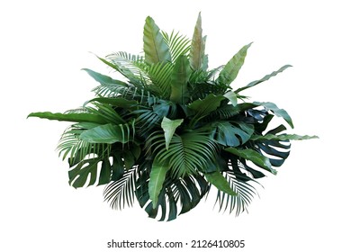 Tropical foliage plant bush (Monstera, palm leaves, and Bird's nest fern) floral arrangement indoors garden nature backdrop isolated on white with clipping path.	