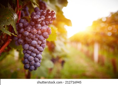 Kebun anggur saat matahari terbenam di panen musim gugur. Anggur matang di musim gugur.