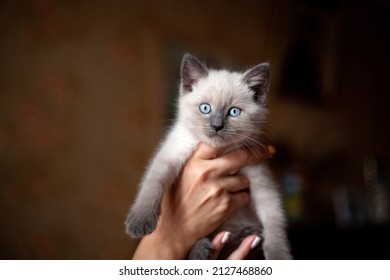 Adorable little kitten scottish straight with blue eyes in hands. Female hands holding cute white and grey kitten. Furry friend in new home, adoption concept