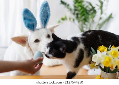 Süßer Hund in Hasenohren und Katze, die stilvolles Osterei in Frauenhand betrachten. Frohe Ostern. Haustiere und Osterferien zu Hause