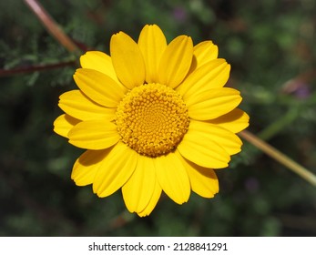 コタ ティンクトリアまたはゴールデン マーガレットの花、クローズ アップ。フランスギクは、キク科の多年生草花です。鮮やかな黄色、デイジーのような複合花と深い緑の羽のような葉