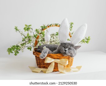 Osterkatze mit Hasenohren schläft in einem Korb auf weißem Hintergrund. Osterkomposition mit einer süßen britischen Kurzhaarkatze. Lustige Haustiere.