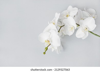 白い蘭の花の背景、コピー スペース、選択と集中