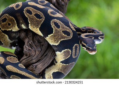 Ball Python (Python regius) juga disebut Royal Python, adalah spesies ular sanca yang berasal dari Afrika Barat dan Tengah.