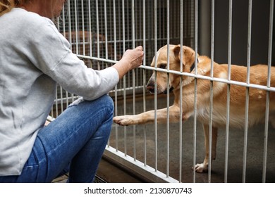 Pet adoption. Woman choosing dog from animal shelter. Cute abandoned and rescued retriever in dog pound
