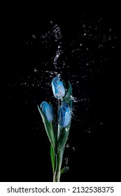 水しぶきと黒の背景に青いチューリップの花。黒に分離された水滴