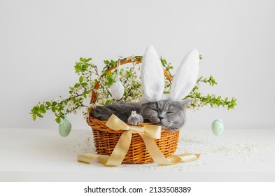 Schlafende Katze mit Hasenohren in einem Frühlingsblumenkorb. Ostergrußkarte mit einer britischen Kurzhaarkatze. Schöne Osterkomposition.